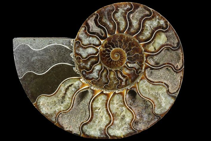 Agatized Ammonite Fossil (Half) - Agatized #91168